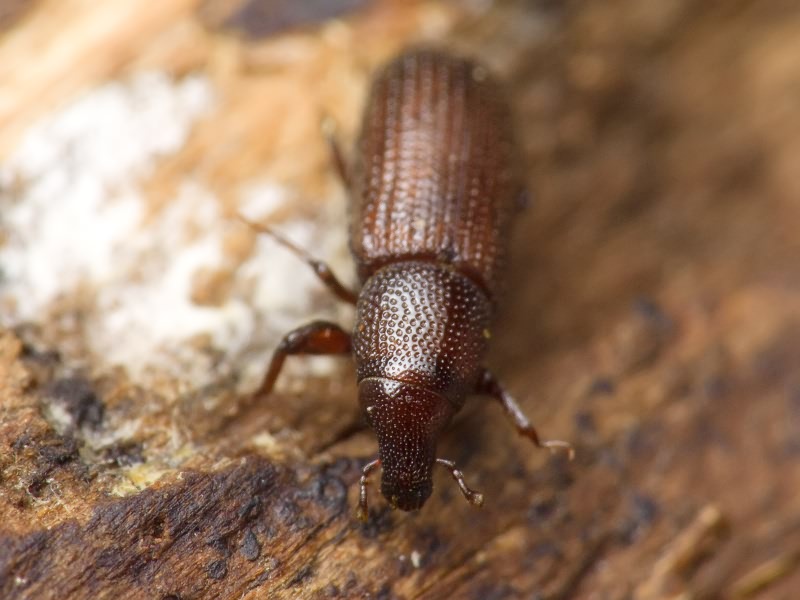 Stereocorynes truncorum (Germar, 1824)